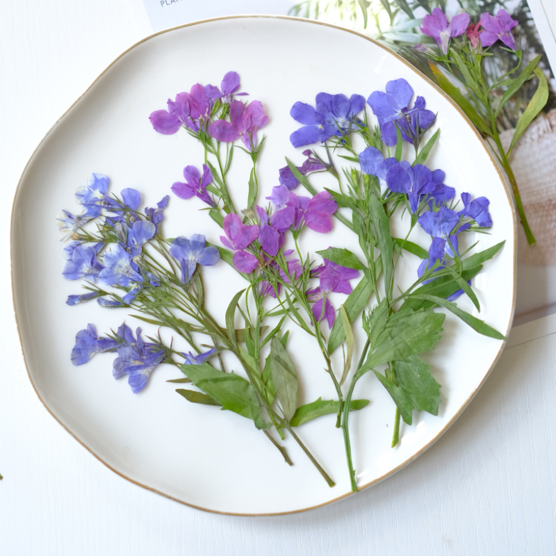 6 pièces/8-13 cm, fleurs séché - Dried Flower Bookmark avis et prix